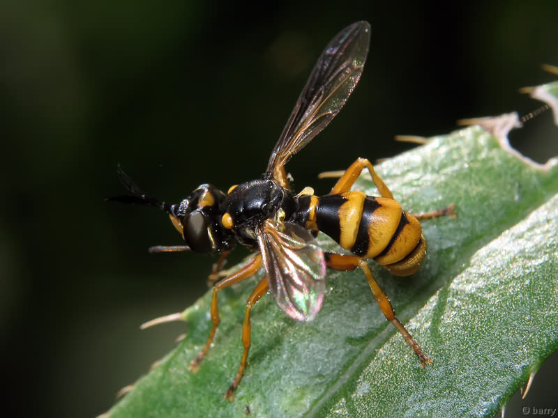 Conops quadrifasciatus